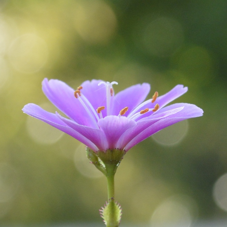 Sonnenschein, Freiheit und eine kleine Blume