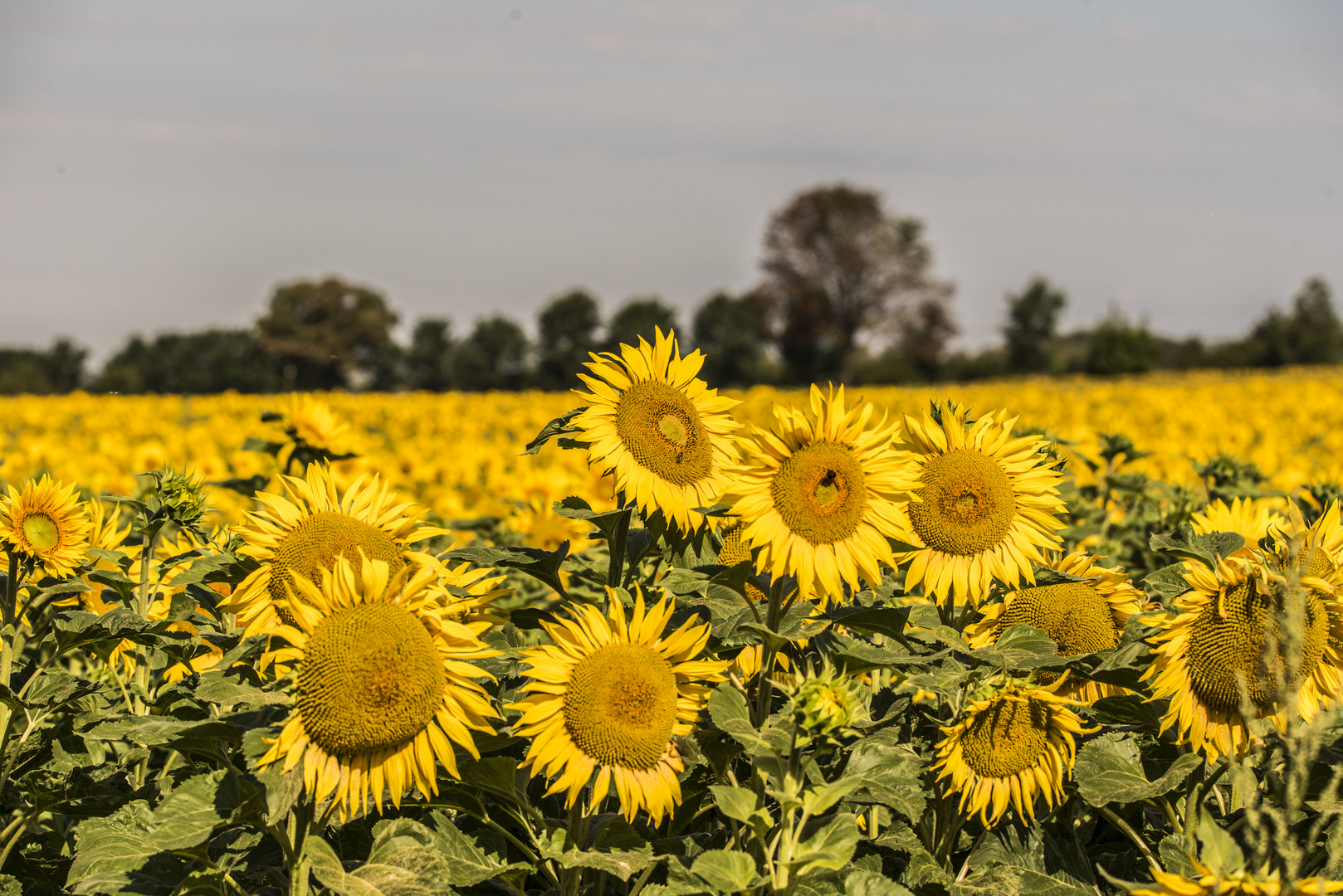 Sonnenschein für alle...