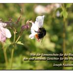 Sonnenschein ... (Hummel)