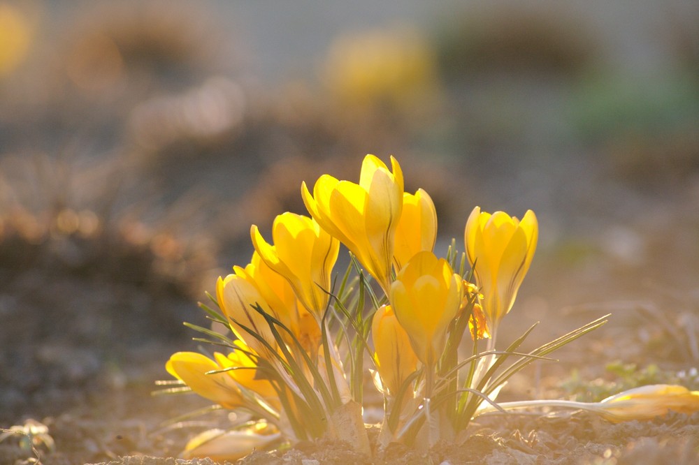 Sonnenschein im Frühling