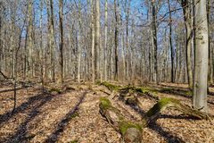 Sonnenschein im Laubwald (2)