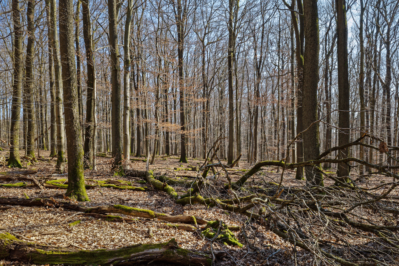 Sonnenschein im Laubwald