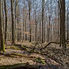 Sonnenschein im Laubwald