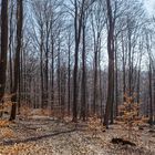 Sonnenschein im Laubwald (3)