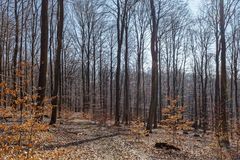 Sonnenschein im Laubwald (3)