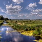 ~ Sonnenschein im Moor ~