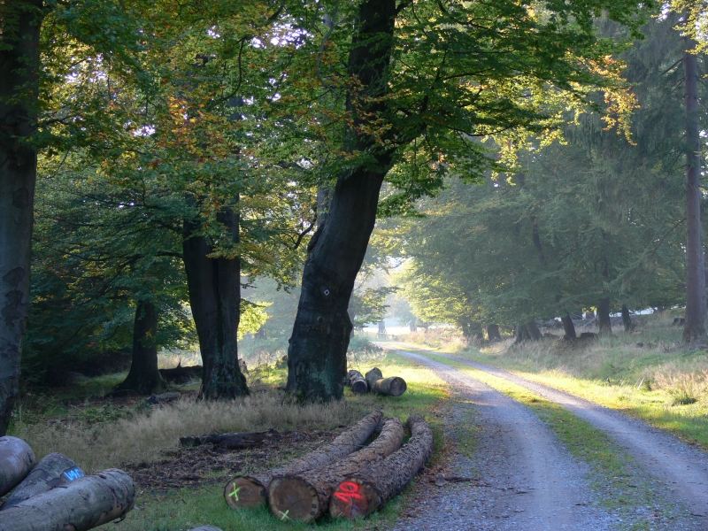 Sonnenschein im Reinhardswald