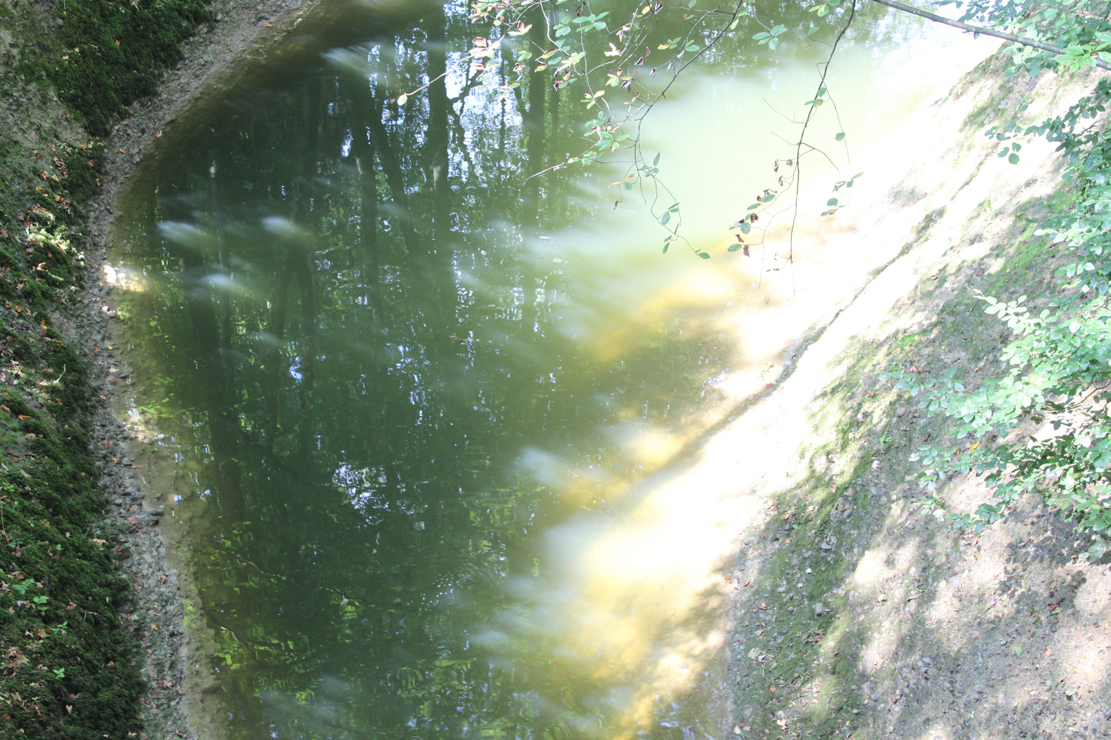 Sonnenschein im Wald