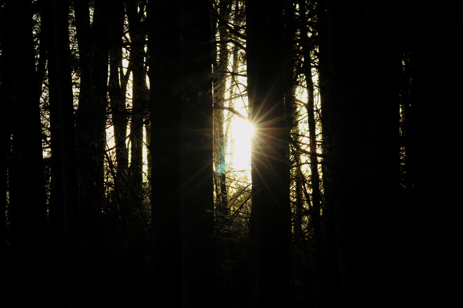 Sonnenschein im Wald