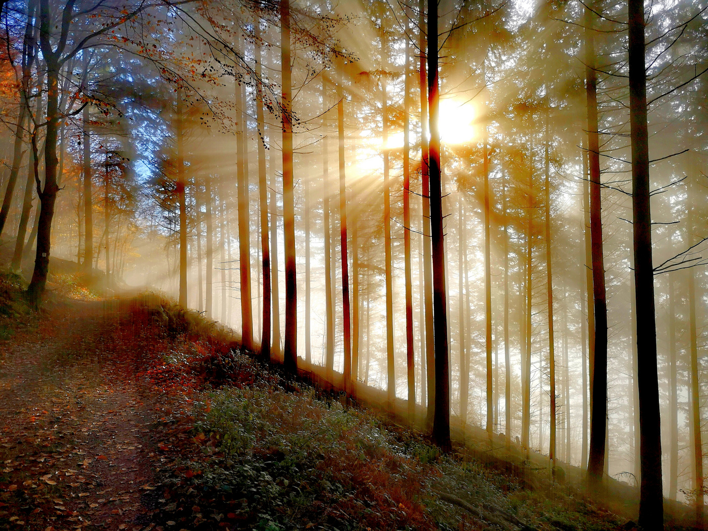 Sonnenschein im Wald