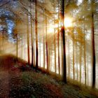 Sonnenschein im Wald