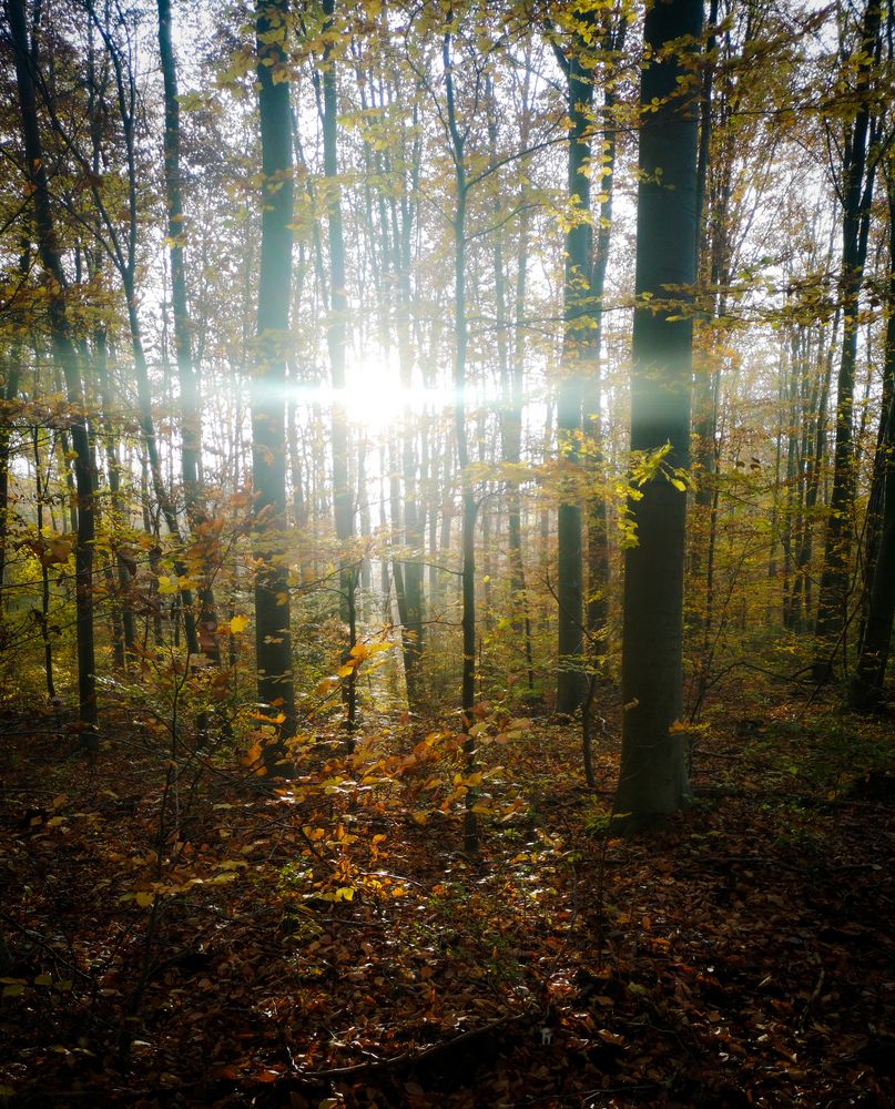 Sonnenschein im Wald...