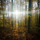 Sonnenschein im Wald...