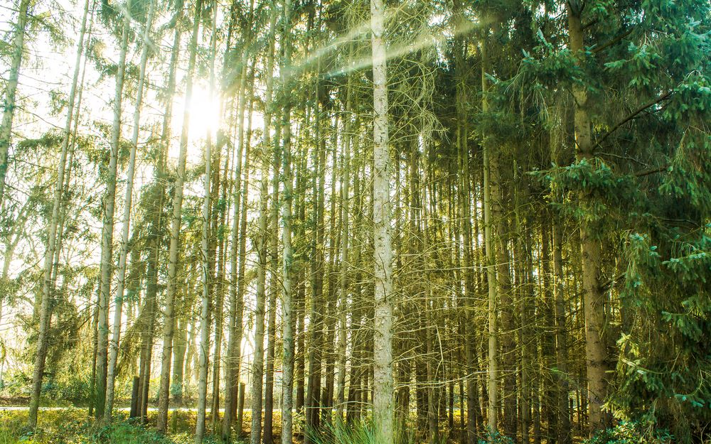 Sonnenschein im Wald