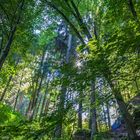 Sonnenschein im Wald