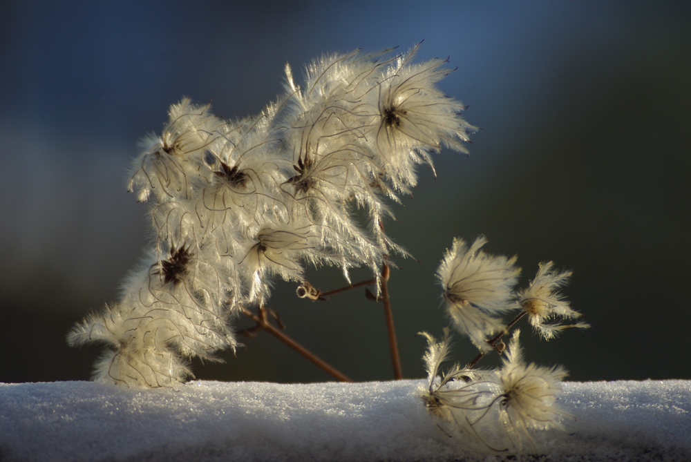 Sonnenschein im Winter