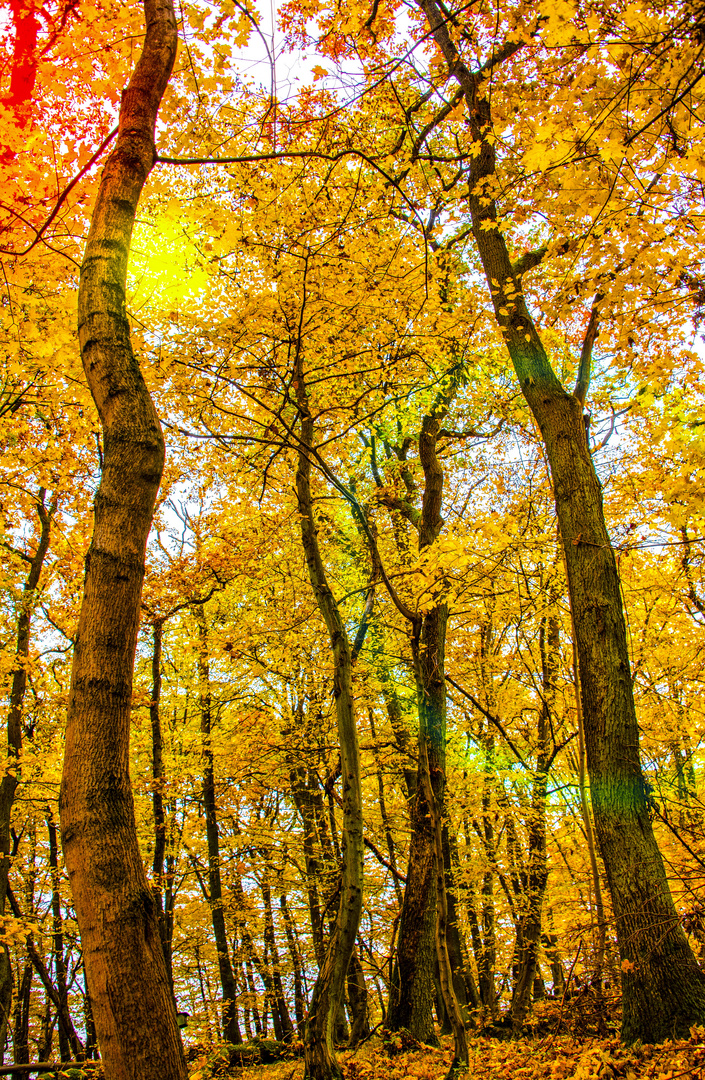 Sonnenschein in Herbst