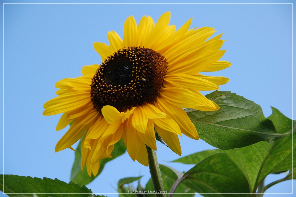 Sonnenschein, komm wieder!