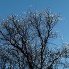 Sonnenschein nach dem Eisregen