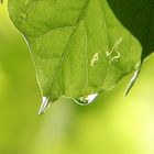 Sonnenschein nach einem kräftigem Regenschauer