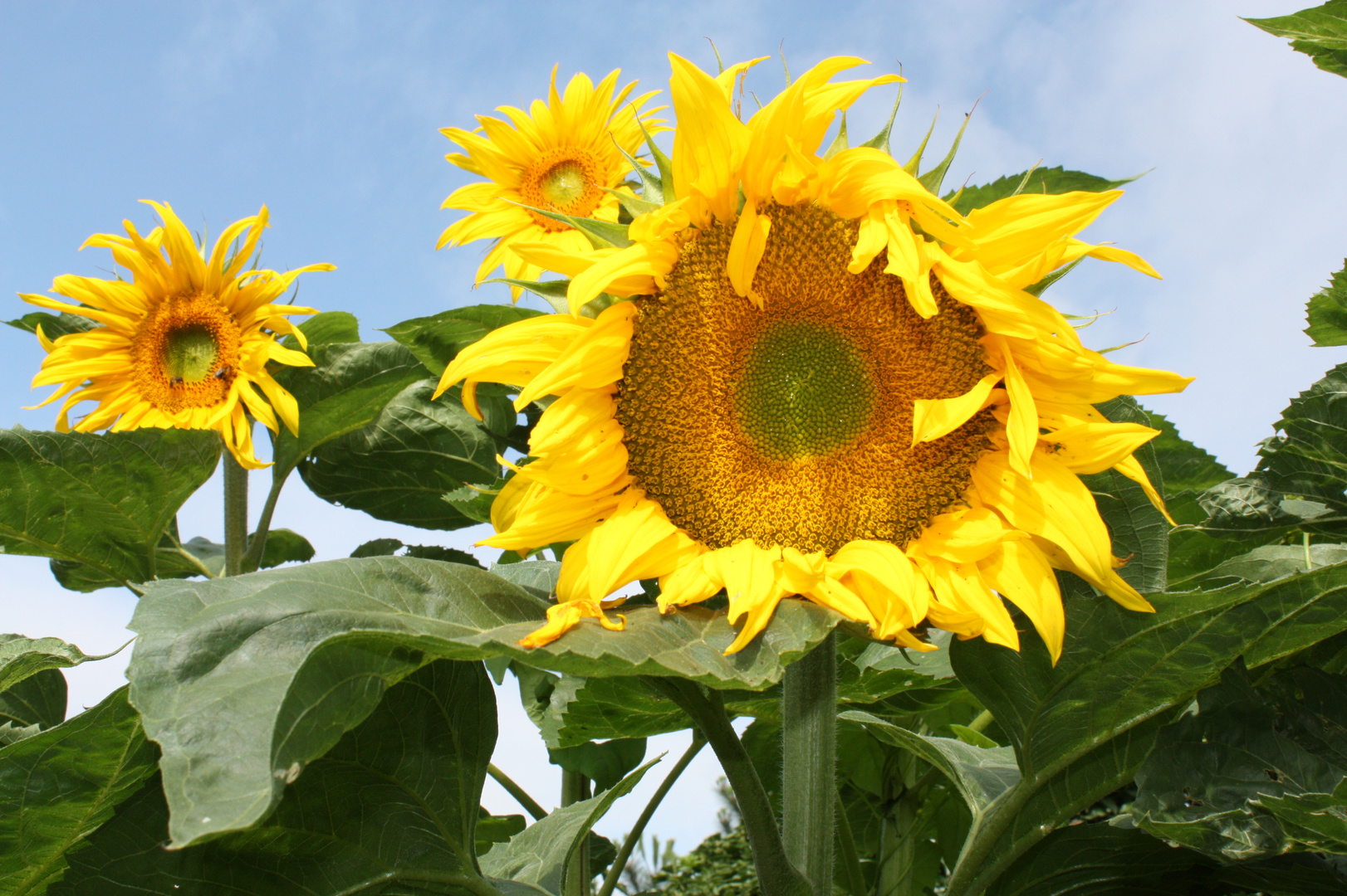 Sonnenschein - Sonnenblume