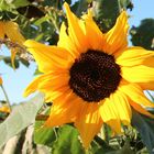 Sonnenschein Sonnenblume