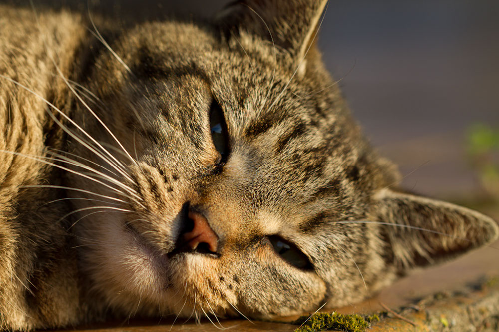 Sonnenschein tut Kater gut