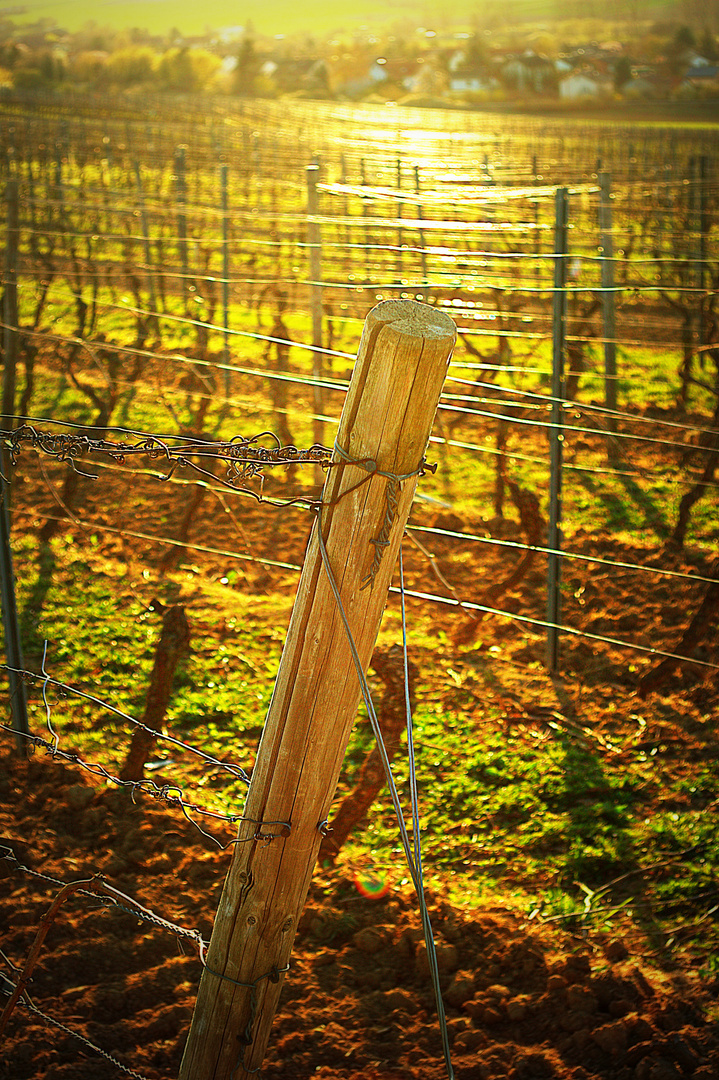 Sonnenschein über den Weinbergen Anfang April