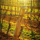 Sonnenschein über den Weinbergen Anfang April