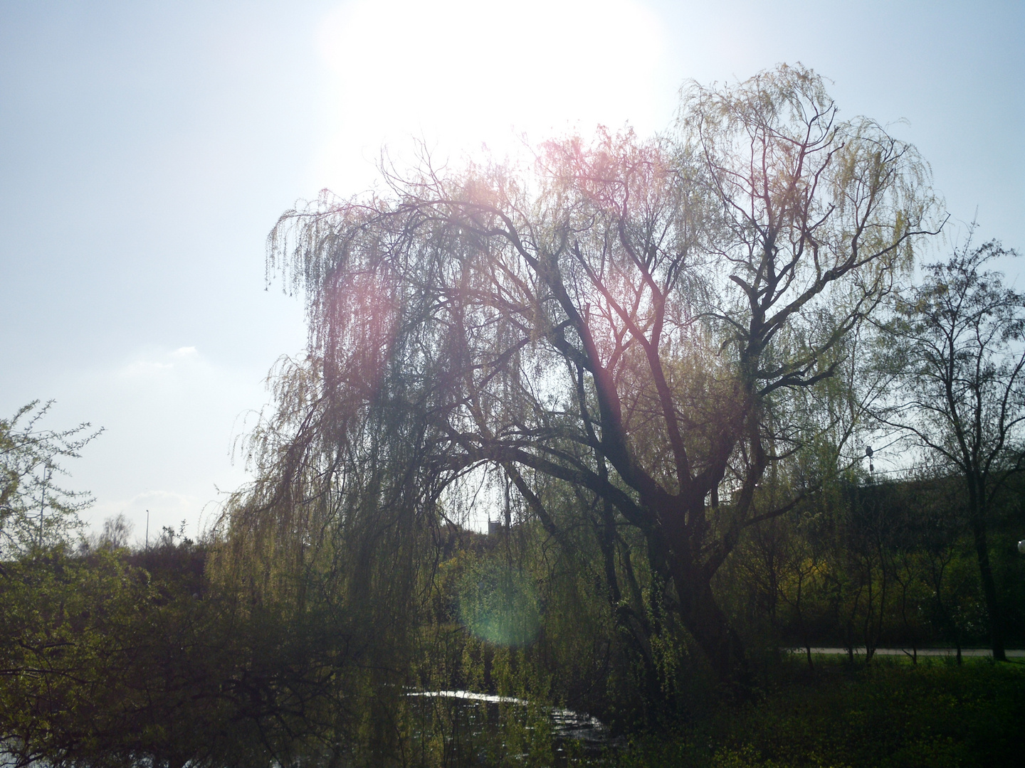 Sonnenschein und Baum