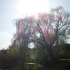 Sonnenschein und Baum