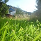 Sonnenschein und Gras