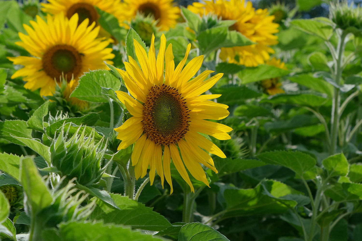 Sonnenschein zum Selberpflücken