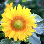 Sonnenschein zum Wochenende...
