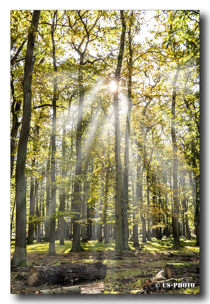 Sonnenschein zwischen den Bäumen