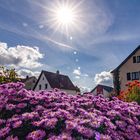  Sonnenschein&Blauer Himmel