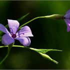 Sonnenscheinblümchen