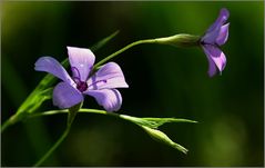 Sonnenscheinblümchen