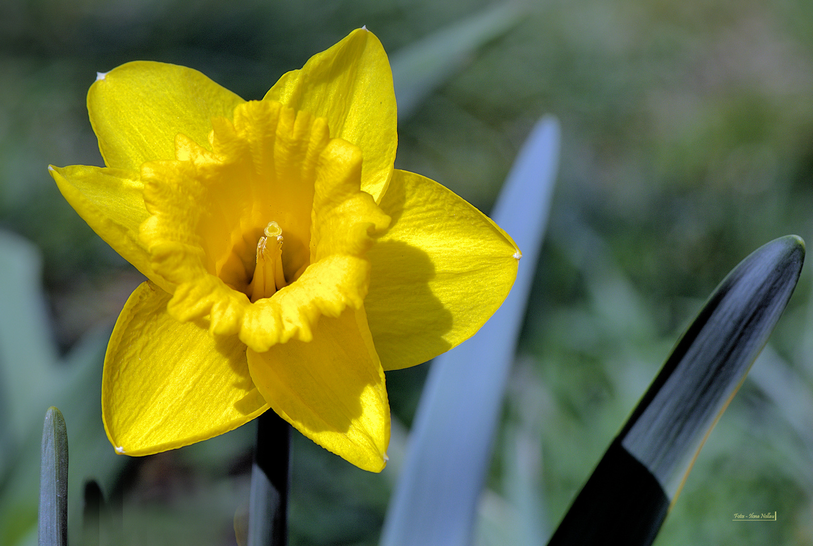 Sonnenscheinchen