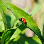 Sonnenscheinchen