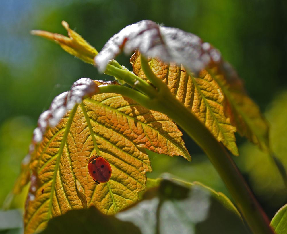 Sonnenschirm