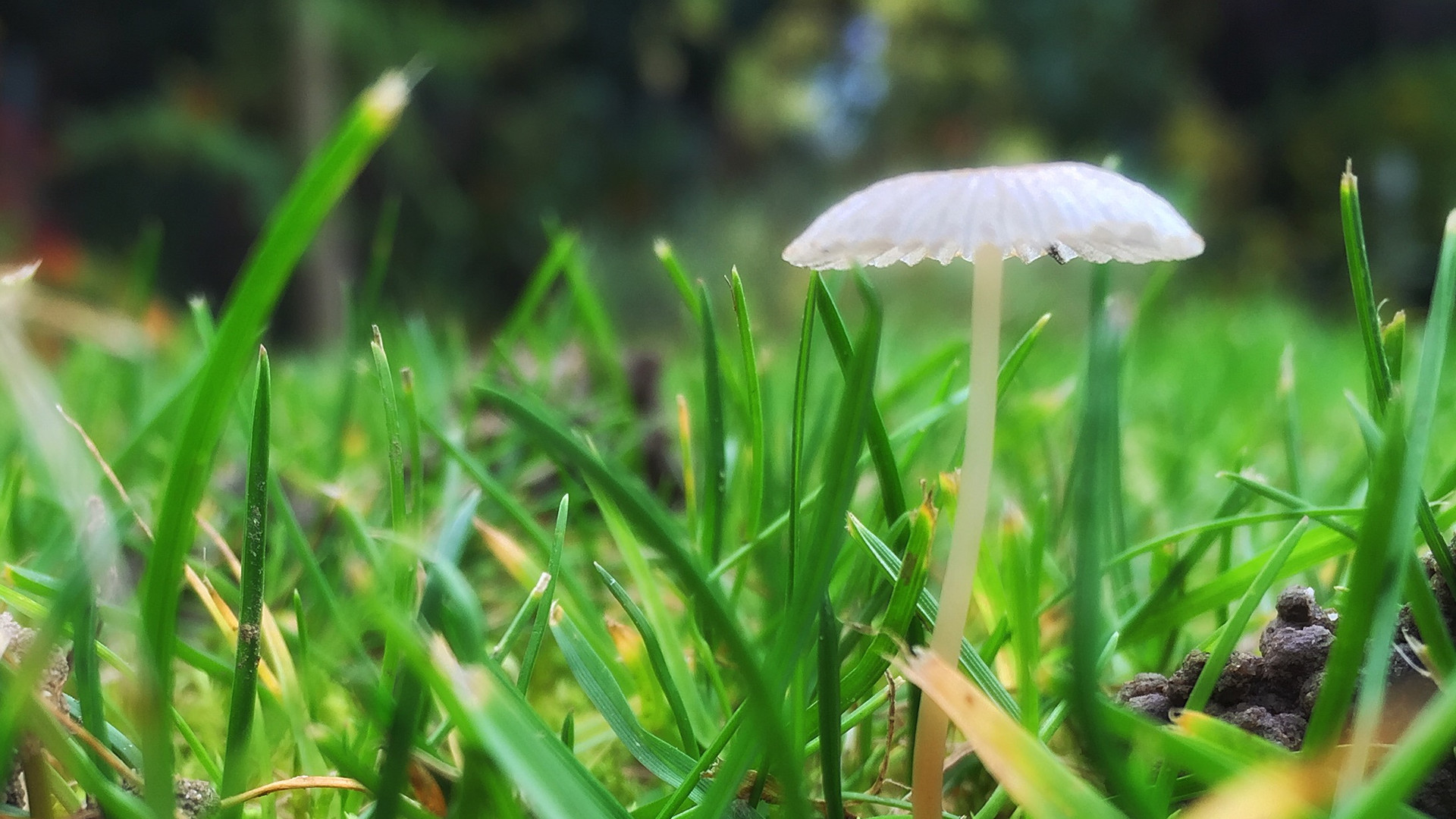 Sonnenschirm... Foto & Bild | pflanzen, pilze & flechten, pilze