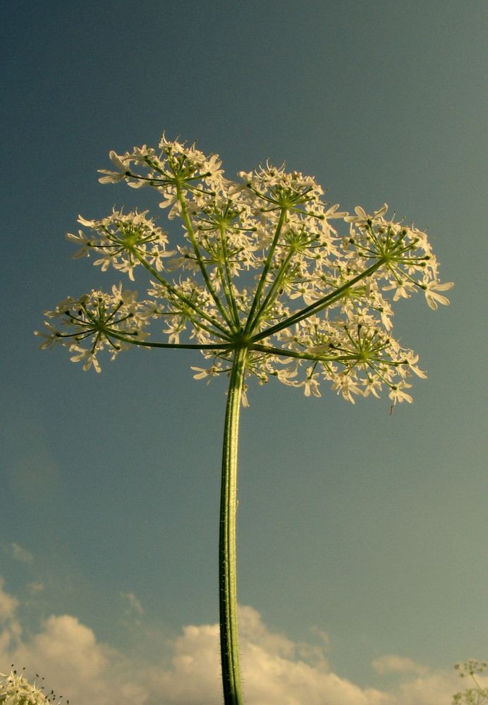 Sonnenschirm