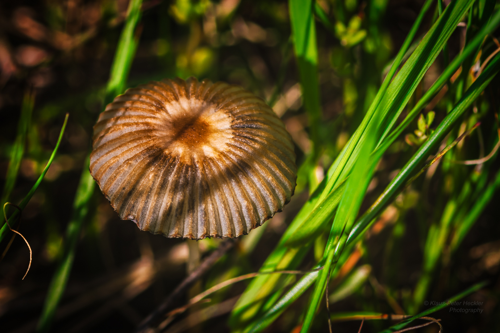 Sonnenschirm Natur