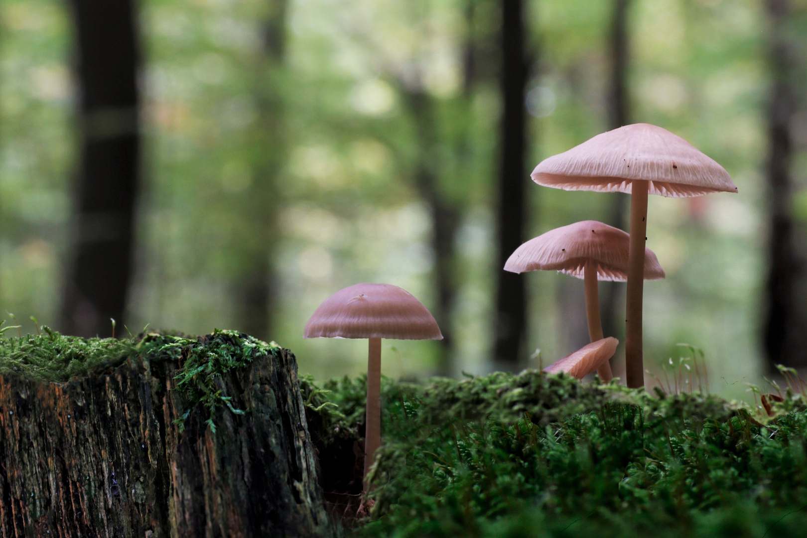 Sonnenschirmchen im Herbstwald