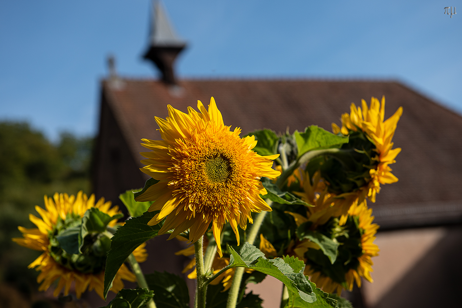 Sonnenschönheit