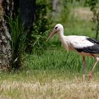 Sonnenschutz beim Storch : Kalkbeine