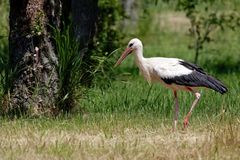 Sonnenschutz beim Storch : Kalkbeine