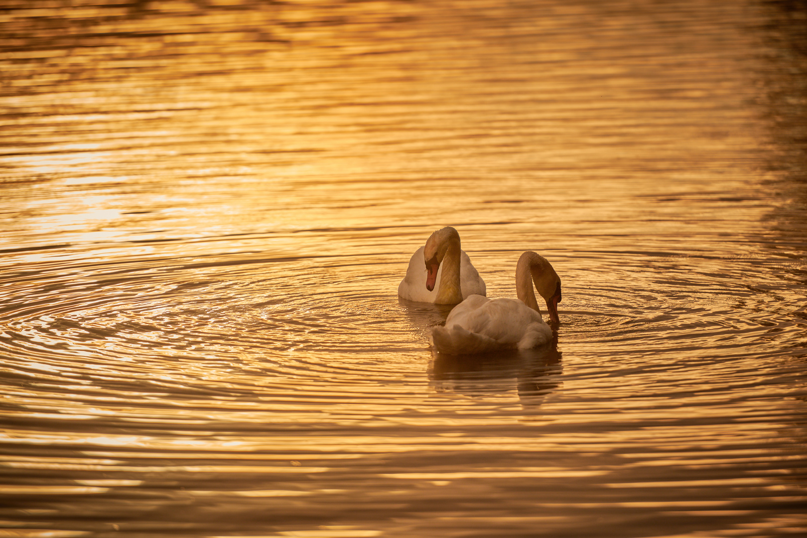 Sonnenschwan