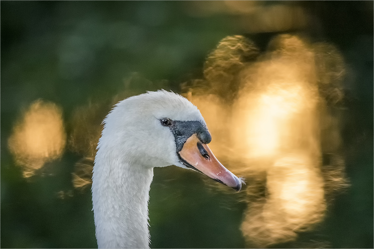 sonnenschwan